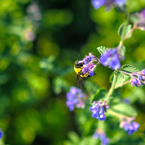 Bee on Blue Wildflowers