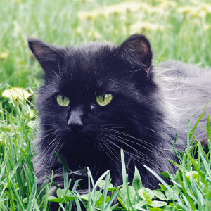 Black Cat Portrait in Grass
