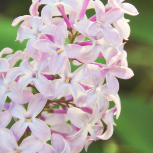 Butterfly Bush Pink Flowers Macro