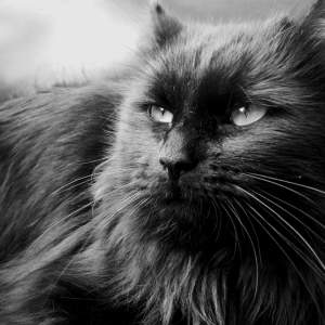 Cat Portrait, Black & White