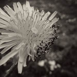 Dandelion Seed Head Macro, Black & White