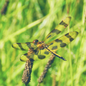 Dragonfly on Grass Macro