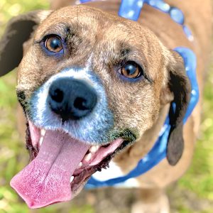 Happy Dog Portrait