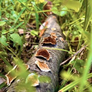 Wild Mushrooms in Spring