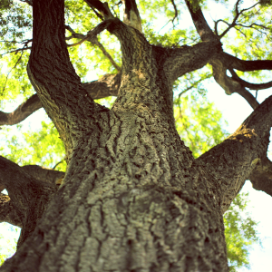 Oak Tree Canopy Against Blue Sky