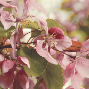 Pink Cherry Blossom Branch