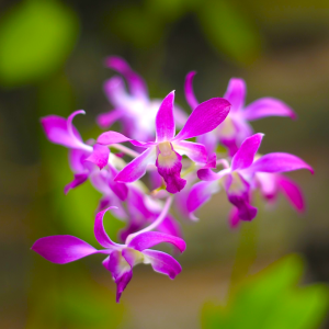Purple Flower Macro with Bokeh