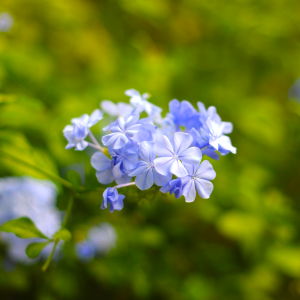 Purple Wildflowers Macro