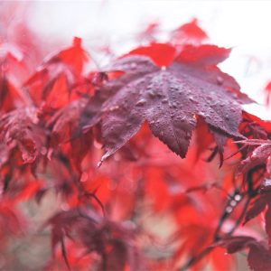 Red Maple Leaves, Fall Foliage