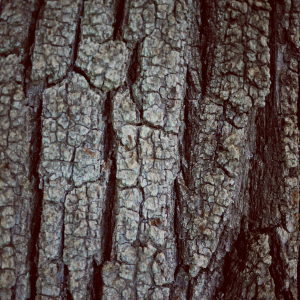 Tree Bark Texture Close-Up