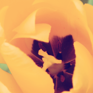 Yellow Tulip Macro